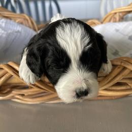 Australian Mountain Doodle Puppies from Tolman Acres