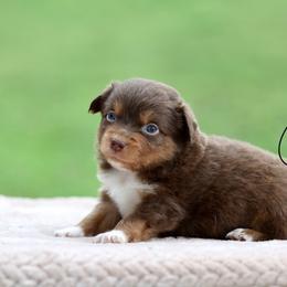 Orbit - Red tri male Toy Australian Shepherd puppy in Prague, Oklahoma from Clay Creek Aussies
