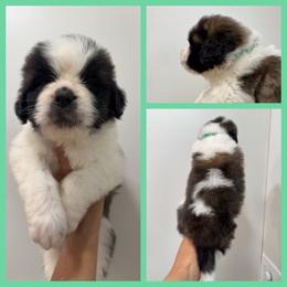 Teal - Mahogany and white female Saint Bernard puppy in Ladysmith, Wisconsin from Northwoods Saint Bernards
