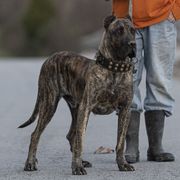 Gofio - Perro de Presa Canario
