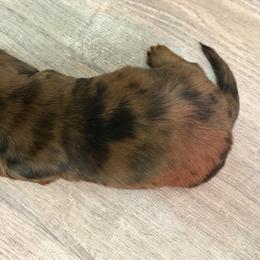 Rock - Red male Dachshund puppy in Tampa, Florida from EntityDachs