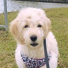 Goldendoodles from Cooper Doodle