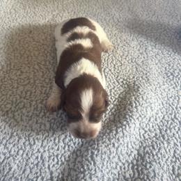 Brownie - Piebald male Dachshund puppy in Lakecreek, Oregon from Forever Doxie