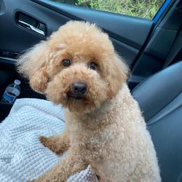 Daffodil - Apricot female Poodle puppy in Bellingham, Washington from My Sweet Poodles and Doodles