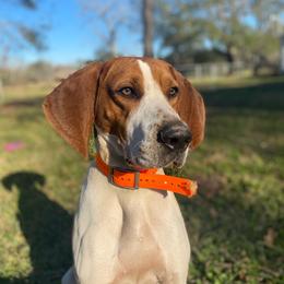 Rocket - Tri-colored male Treeing Walker Coonhound puppy in Lovelady, Texas from 3 Color Kennel
