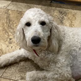 Goldendoodles and Springerdoodles from LaDonna's Doodles