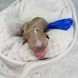 Airbus - Cafe au lait male Poodle puppy in Florida from Adorable Toy-Miniature Poodles