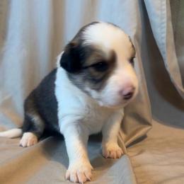 Quincy - Sable male Border Collie puppy in Lebanon, Oregon from Cahill’s Canines
