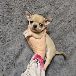 Winter - Fawn male Chihuahua puppy in Ligonier, Indiana from Country Charm Chihuahuas