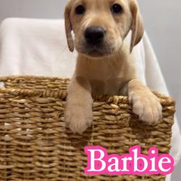 Barbie - Yellow female Labrador Retriever puppy in Lucasville, Ohio from Backwoods Labradors