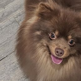 Pomeranians from Nomi's Precious Poms