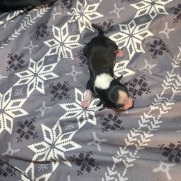 Tanjiro - Black tri male Miniature Australian Shepherd puppy in Granby, Missouri from Macks Mini Aussies