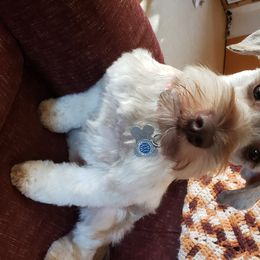Gabby - Miniature Schnauzer