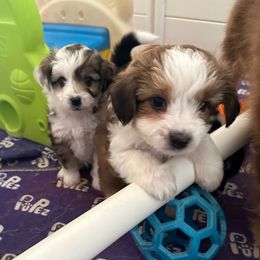 Ginger - Red merle Aussiedoodle puppy in Martin County, Florida from Biggie Ranch