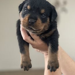 Rottweiler Puppies from GrowlHausRotts
