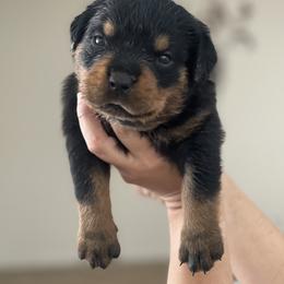Rottweiler Puppies from GrowlHausRotts