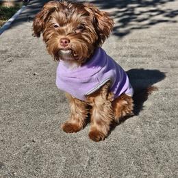 Bernedoodle, Cavapoo, Havanese, and Havapoo Puppies from Lady Paws Puppies - Cassie