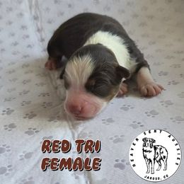 Julie - Red tri female Miniature Australian Shepherd puppy in Jaroso, Colorado from Heaven Sent Aussies
