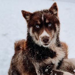 Maple - Brown and white female Siberian Husky puppy in Solon Springs, Wisconsin from Snowfall Siberians