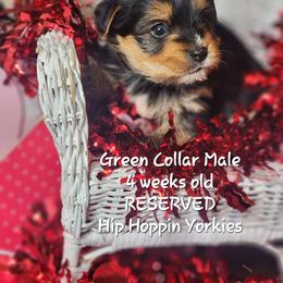 Yorkshire Terrier Puppies from Hip Hoppin Yorkies