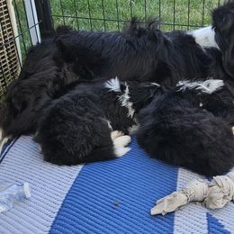 Border Collie Puppies from Royal Kennels Border Collies