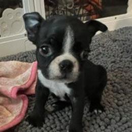 Boston Terriers from Mid-Michigan Boston Terriers