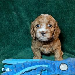 Shilo - Red and white male Cockapoo puppy in Sunset, Louisiana from Cano Cockapoos