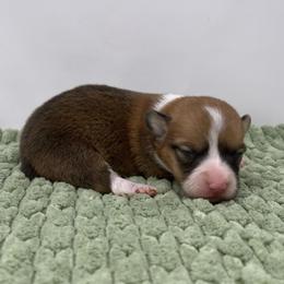 Roo - Sable female Pembroke Welsh Corgi puppy in Waco, Texas from The Comma Corgis