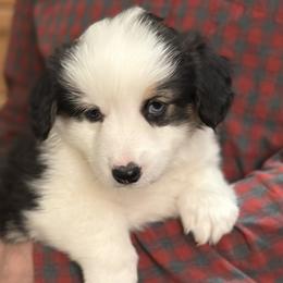 Fiona - White and black female Pembroke Welsh Corgi puppy in Lima, New York from Hickory Springs Corgis
