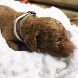 Poodle Puppies from Red Barn Moyen Poodles