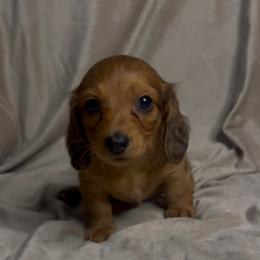 Glory - Dapple female Dachshund puppy in Brandon, Florida from Knights Dachshunds