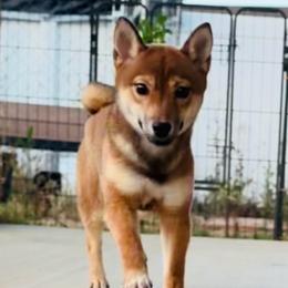 Girl 5 - Sesame female Shiba Inu puppy in Wildomar, California from Almond & Sesame