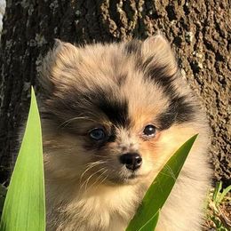 Pomeranians from RoseCedar Pomeranians