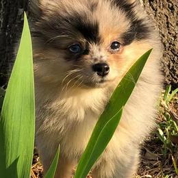 Pomeranians from RoseCedar Pomeranians