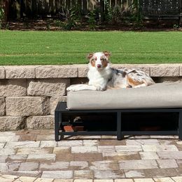 Mila - Australian Shepherd