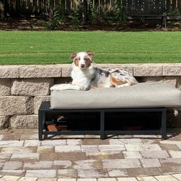 Mila - Australian Shepherd