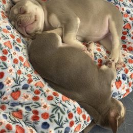 French Bulldog Puppies from Your Utah Frenchie