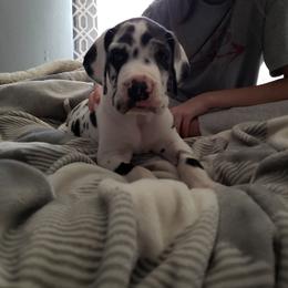 Great Dane Puppies from Gentle Giants of Tennessee Great Danes