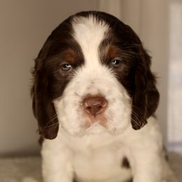 Boy 4 - English Springer Spaniel puppy in Swainsboro, Georgia from Sweet Georgia Springers