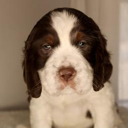 Boy 4 - English Springer Spaniel puppy in Swainsboro, Georgia from Sweet Georgia Springers