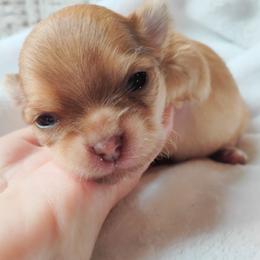 Julius - Black sabled fawn male Chihuahua puppy in Wayland, Michigan from MI Chihuahua