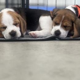 Beagle Puppies from Leslie Beagles of Leslie Farm