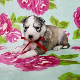 Ika - Gray and white female Siberian Husky puppy in Lunenburg, Vermont from SNOW WOOLY HUSKY