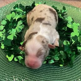Finnegan - Red merle male Australian Shepherd puppy in Marshall, Virginia from Greywood Farm Aussies