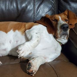 Basset Hounds from Flopper Bopper Basset Hounds