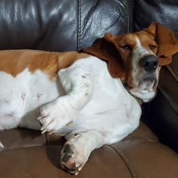 Basset Hounds from Flopper Bopper Basset Hounds