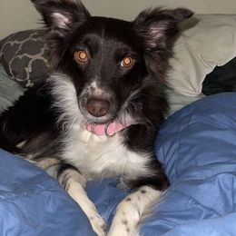 Perelli - Toy Australian Shepherd