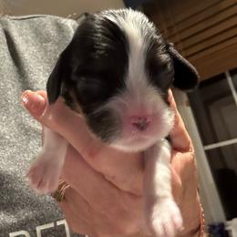 Annie - Tri-color female Cavalier King Charles Spaniel puppy in Enid, Oklahoma from Laurel Crown Cavaliers