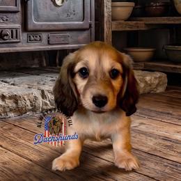AFDs Millie - Cream female Dachshund puppy in Waverly, Ohio from Always Faithful Dachshunds