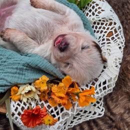 (Pink) Red Female - Red speckled female Australian Cattle Dog puppy in Burleson, Texas from Bluebonnet Heelers